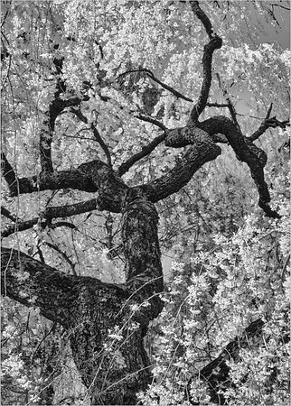 Blossoming Cherry Tree