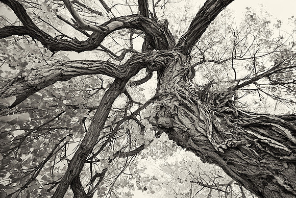 Cottonwood