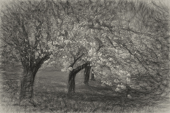 Hurd Park Cherry Blossoms (**HONORABLE MENTION**)