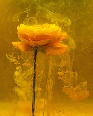 From the Series Submerged: Sunny Ranunculus