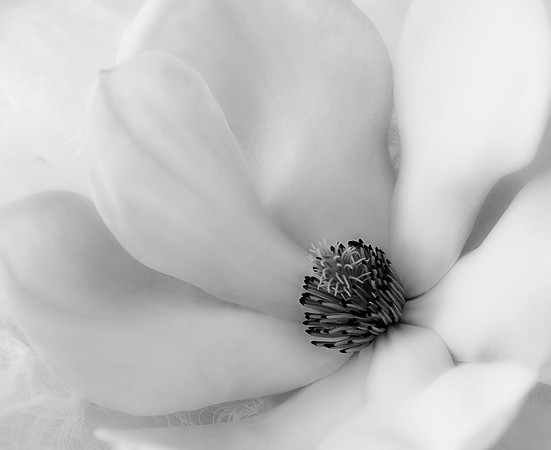 Magnolia Blossom