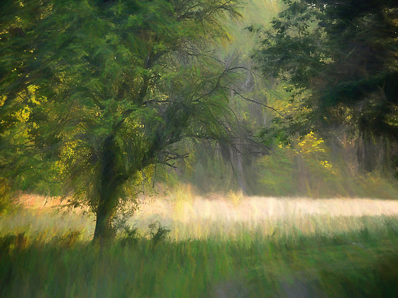 Morning Meadow