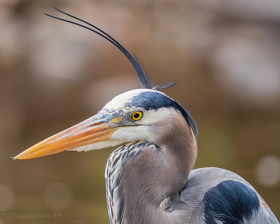 Heron Portrait