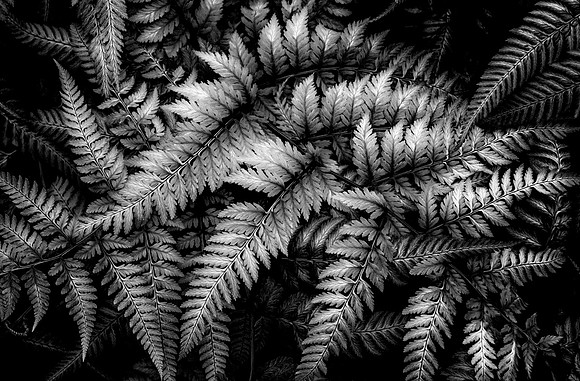 **Honorable Mention** ferns-2