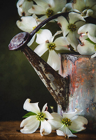 Dogwood Blooms II
