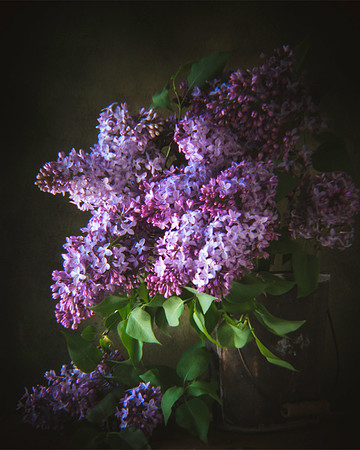 Lilacs