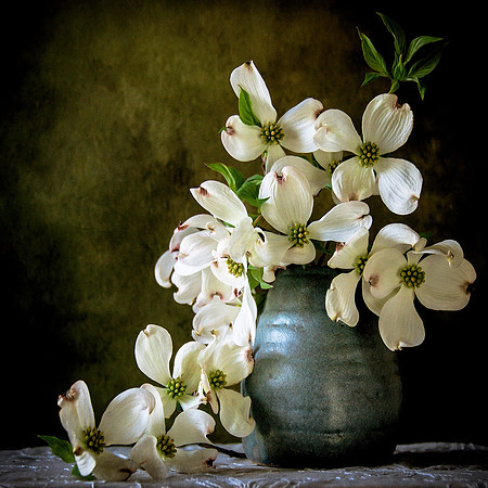 Dogwood Blooms