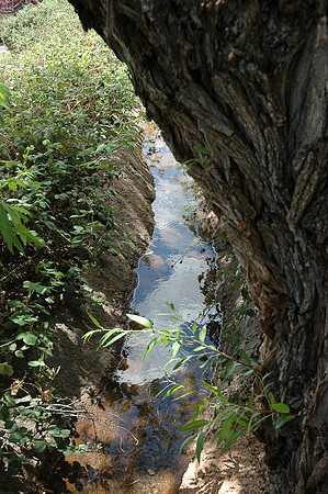 The Clearest Water