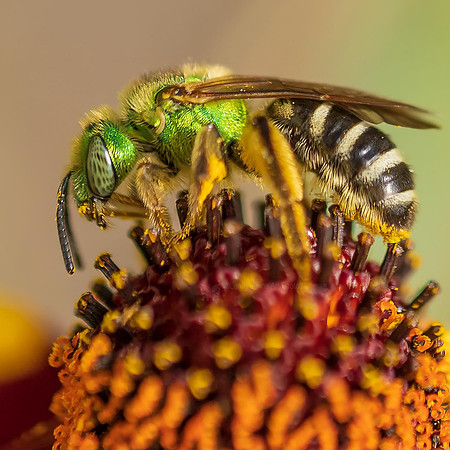 Sweat Bee