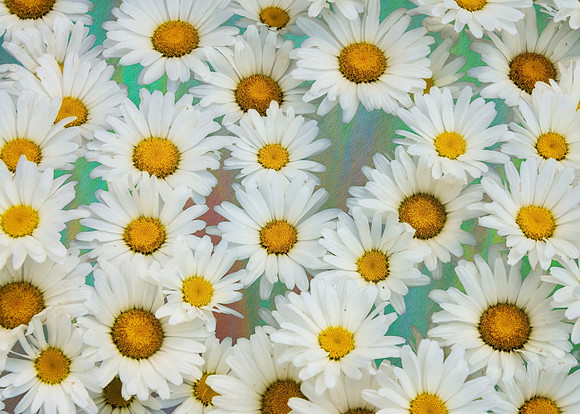 White Daisies on Iridescent Background