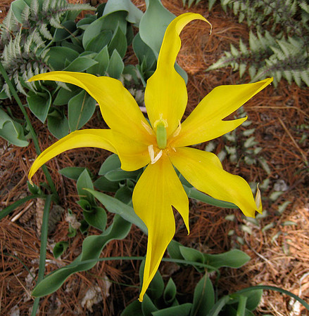 WIld Tulip