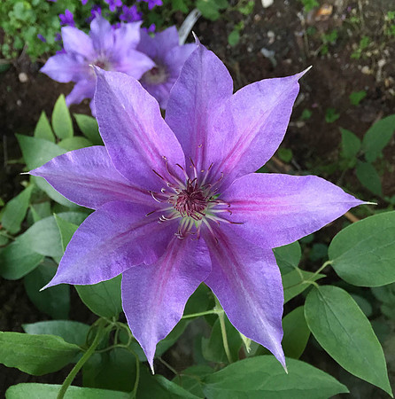 Clematis