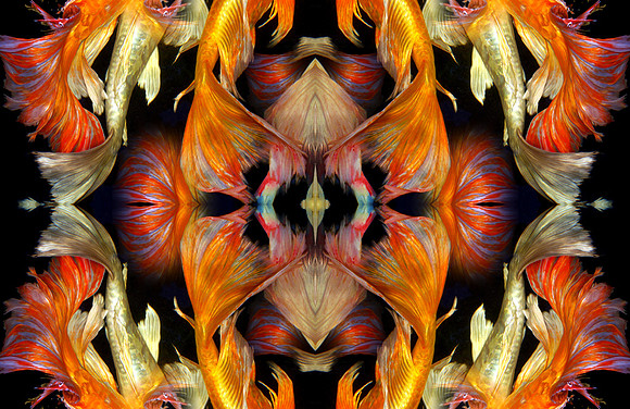 Diametric Fusion