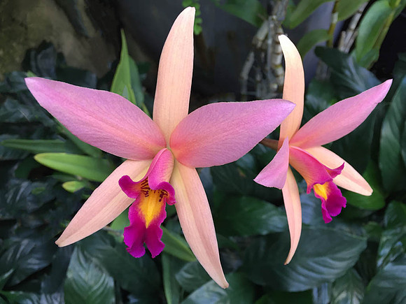Orchids