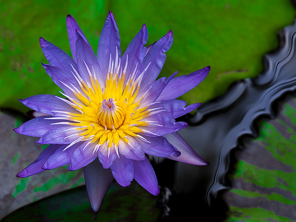 Water Lily1