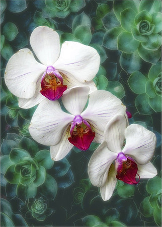 White Orchids