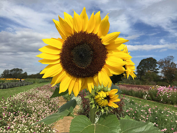 Sunflowers