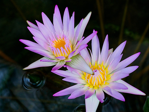 Water Lily3