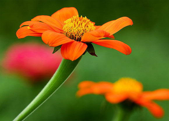 Three Zinnias