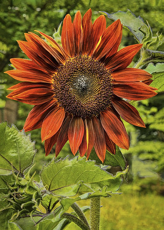Red Sunflower