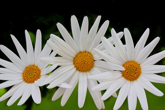 Smiling Daisies
