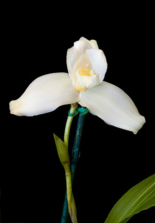 Lycaste aubunxly 'Highland Peak'