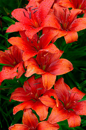 Lilies in the Rain