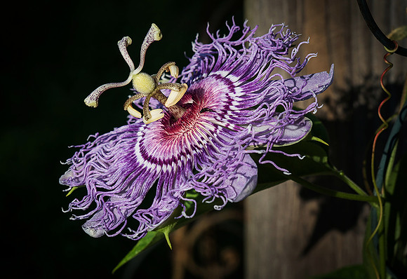 Passion Flower
