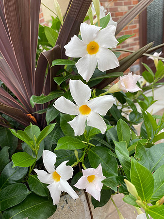 Chilean Jasmine
