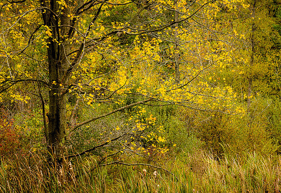 Autumn Colors