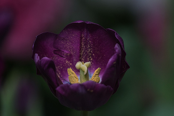 Deep Purple