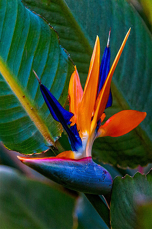 Bird of Paradise